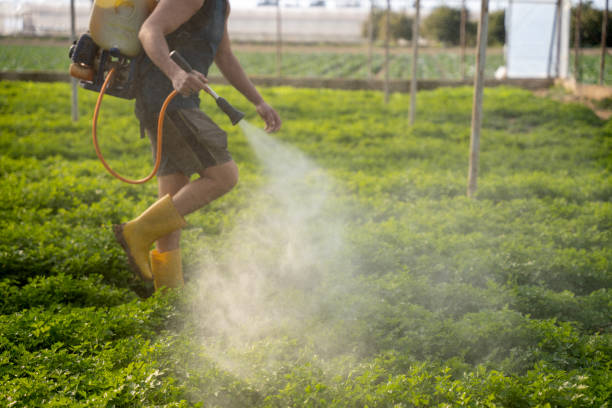 Best Wasp Removal Services  in Fort Dick, CA